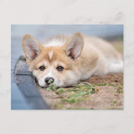 Kutest Baby Animals | Corgi Laying in the Yard Briefkaart (Voorkant)