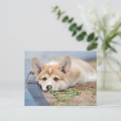 Kutest Baby Animals | Corgi Laying in the Yard Briefkaart (Staand voorkant)