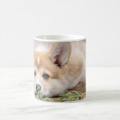 Kutest Baby Animals | Corgi Laying in the Yard Koffiemok (Center)