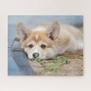 Kutest Baby Animals   Corgi Laying in the Yard Legpuzzel