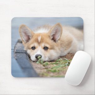 Kutest Baby Animals Corgi Laying in the Yard Muismat