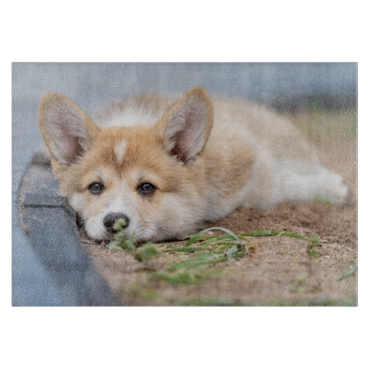 Kutest Baby Animals | Corgi Laying in the Yard Snijplank (Voorkant)
