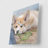 Kutest Baby Animals | Corgi Laying in the Yard Vierkante Klok (Hoek)