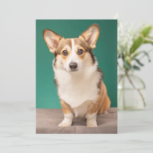 Kutest Baby Animals | Corgi over Blauwgroen Bedankkaart (Staand voorkant)