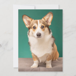 Kutest Baby Animals   Corgi over Blauwgroen Bedankkaart
