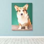 Kutest Baby Animals | Corgi over Blauwgroen Canvas Afdruk (Insitu (Houten vloer))