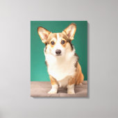 Kutest Baby Animals | Corgi over Blauwgroen Canvas Afdruk (Voorkant)