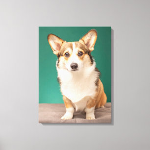 Kutest Baby Animals Corgi over Blauwgroen Canvas Afdruk