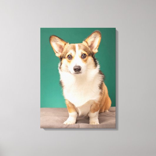 Kutest Baby Animals | Corgi over Blauwgroen Canvas Afdruk (Voorkant)