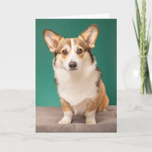 Kutest Baby Animals | Corgi over Blauwgroen Kaart (Voorkant)