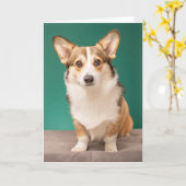 Kutest Baby Animals | Corgi over Blauwgroen Kaart (Gele Bloem)