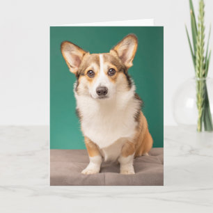 Kutest Baby Animals   Corgi over Blauwgroen Kaart