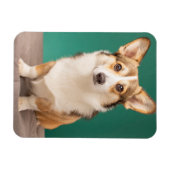Kutest Baby Animals | Corgi over Blauwgroen Magneet (Horizontaal)