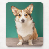 Kutest Baby Animals | Corgi over Blauwgroen Muismat (Voorkant)