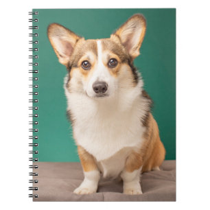 Kutest Baby Animals   Corgi over Blauwgroen Notitieboek