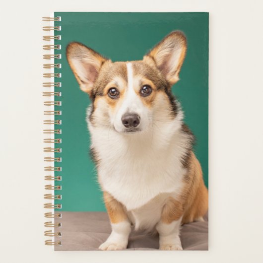 Kutest Baby Animals | Corgi over Blauwgroen Planner (Voorkant)