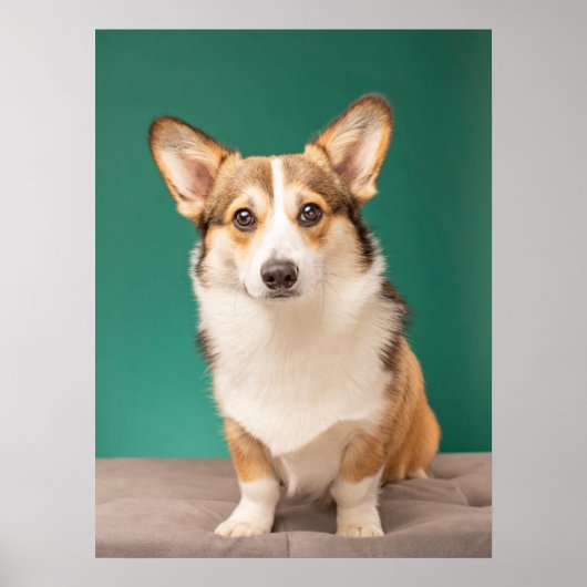 Kutest Baby Animals | Corgi over Blauwgroen Poster (Voorkant)