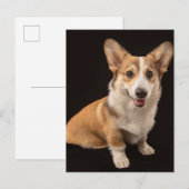 Kutest Baby Animals | Corgi Portrait on Black Briefkaart (Voorkant / Achterkant)