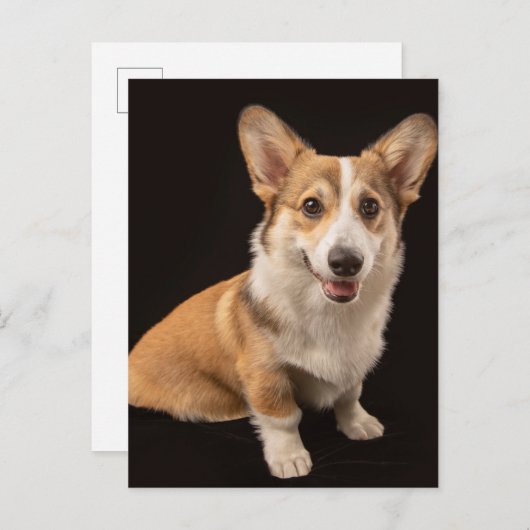 Kutest Baby Animals | Corgi Portrait on Black Briefkaart (Voorkant / Achterkant)