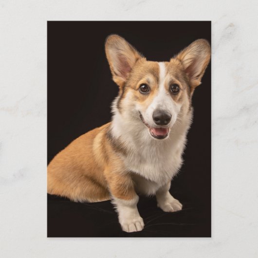 Kutest Baby Animals | Corgi Portrait on Black Briefkaart (Voorkant)