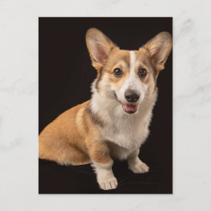 Kutest Baby Animals   Corgi Portrait on Black Briefkaart