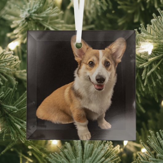 Kutest Baby Animals | Corgi Portrait on Black Glas Ornament (Insitu)