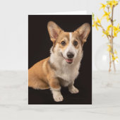 Kutest Baby Animals | Corgi Portrait on Black Kaart (Gele Bloem)