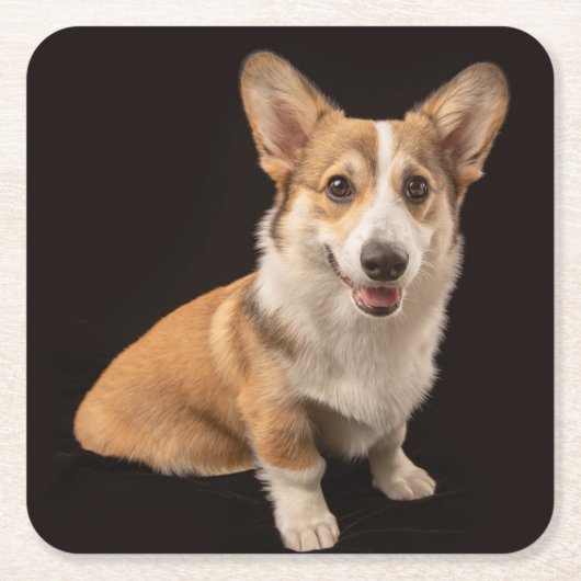 Kutest Baby Animals | Corgi Portrait on Black Kartonnen Onderzetters (Voorkant)