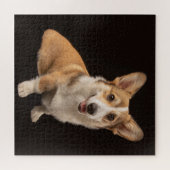 Kutest Baby Animals | Corgi Portrait on Black Legpuzzel (Horizontaal)