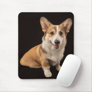 Kutest Baby Animals Corgi Portrait on Black Muismat