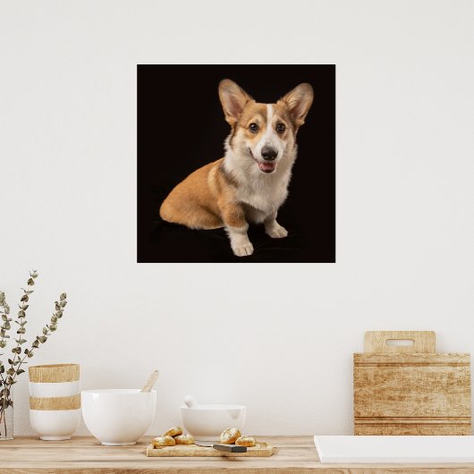 Kutest Baby Animals | Corgi Portrait on Black Poster (Keuken)