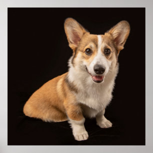 Kutest Baby Animals   Corgi Portrait on Black Poster