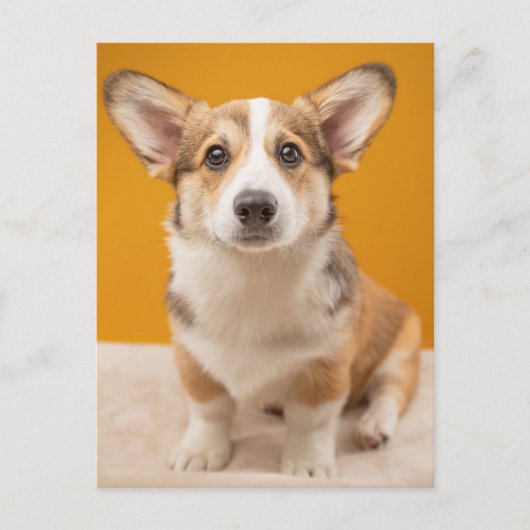 Kutest Baby Animals | Corgi Portret op Sinaasappel Briefkaart (Voorkant)