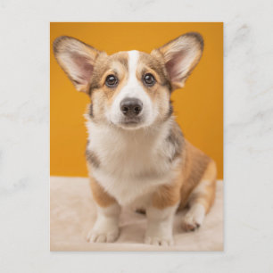 Kutest Baby Animals   Corgi Portret op Sinaasappel Briefkaart
