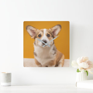 Kutest Baby Animals   Corgi Portret op Sinaasappel Vierkante Klok
