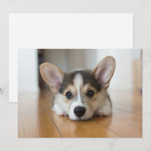 Kutest Baby Animals | Corgi Puppy Bedankkaart (Voorkant / Achterkant)