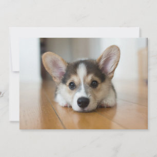 Kutest Baby Animals   Corgi Puppy Bedankkaart