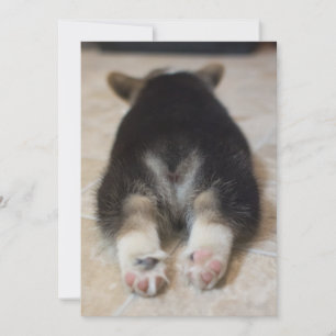 Kutest Baby Animals   Corgi Puppy Behind Bedankkaart