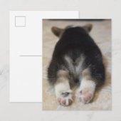 Kutest Baby Animals | Corgi Puppy Behind Briefkaart (Voorkant / Achterkant)