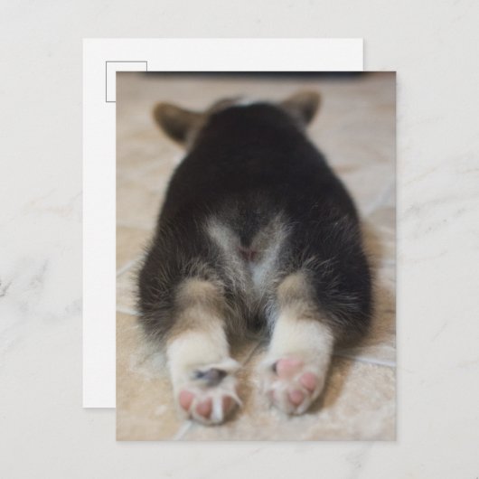 Kutest Baby Animals | Corgi Puppy Behind Briefkaart (Voorkant / Achterkant)