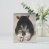 Kutest Baby Animals | Corgi Puppy Behind Briefkaart (Staand voorkant)