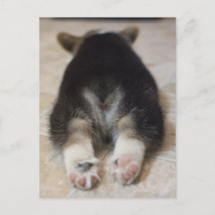 Kutest Baby Animals   Corgi Puppy Behind Briefkaart