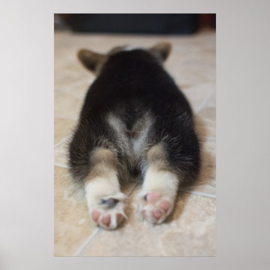 Kutest Baby Animals | Corgi Puppy Behind Poster (Voorkant)