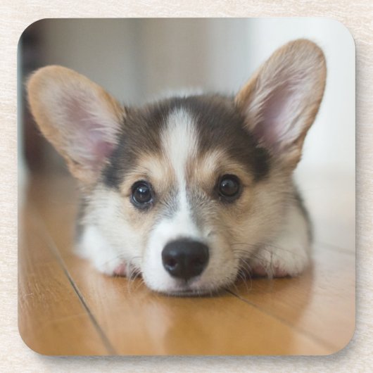 Kutest Baby Animals | Corgi Puppy Bier Onderzetter (Voorkant)