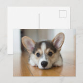 Kutest Baby Animals | Corgi Puppy Briefkaart (Voorkant / Achterkant)