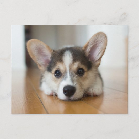 Kutest Baby Animals | Corgi Puppy Briefkaart (Voorkant)