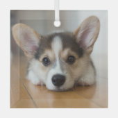 Kutest Baby Animals | Corgi Puppy Glas Ornament (Voorkant)