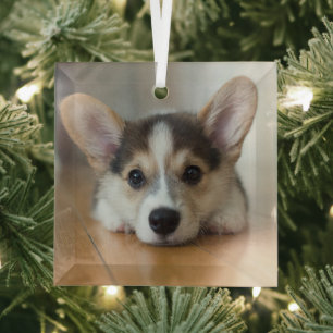 Kutest Baby Animals   Corgi Puppy Glas Ornament