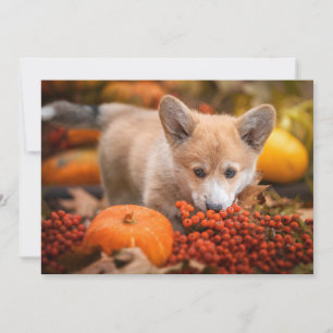 Kutest Baby Animals   Corgi Puppy in het najaar Bedankkaart