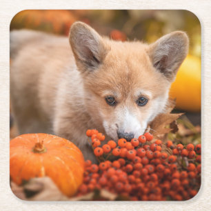 Kutest Baby Animals   Corgi Puppy in het najaar Kartonnen Onderzetters